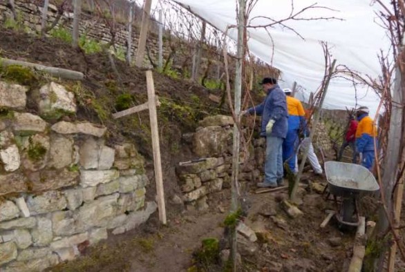 Projekt Pellembierg in Ahn: Instandhaltung von historischen Trockensteinmauern in den Weinbergterrassen.