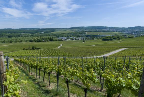 Die Qualität der luxemburgischen Weine und Crémants ist eng mit den Eigenschaften des Bodens verbunden.