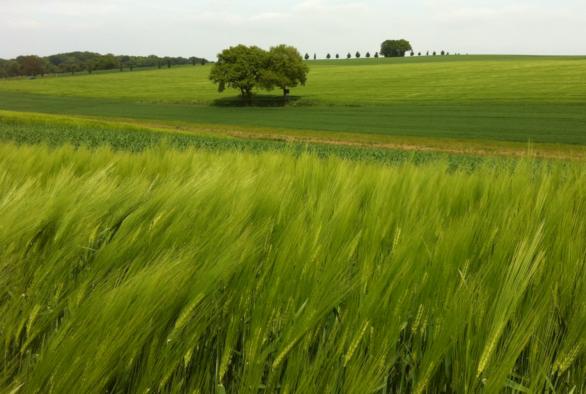 Die luxemburgischen Landschaften sind heute wie früher eine reichhaltige Quelle bester Lebensmittel.