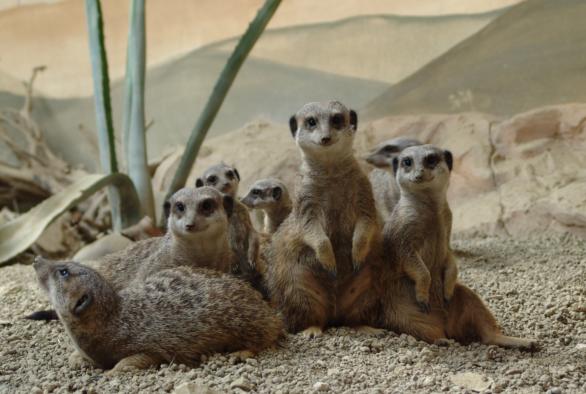 Tiere im Parc Merveilleux in Bettembourg