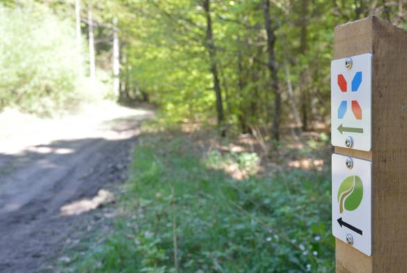 Top 5 Trails Burgen