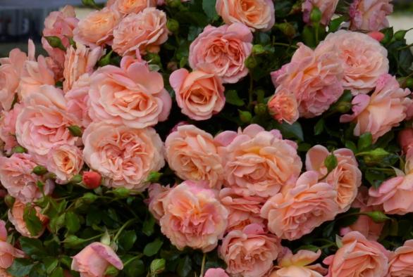 Rosen-Erbe