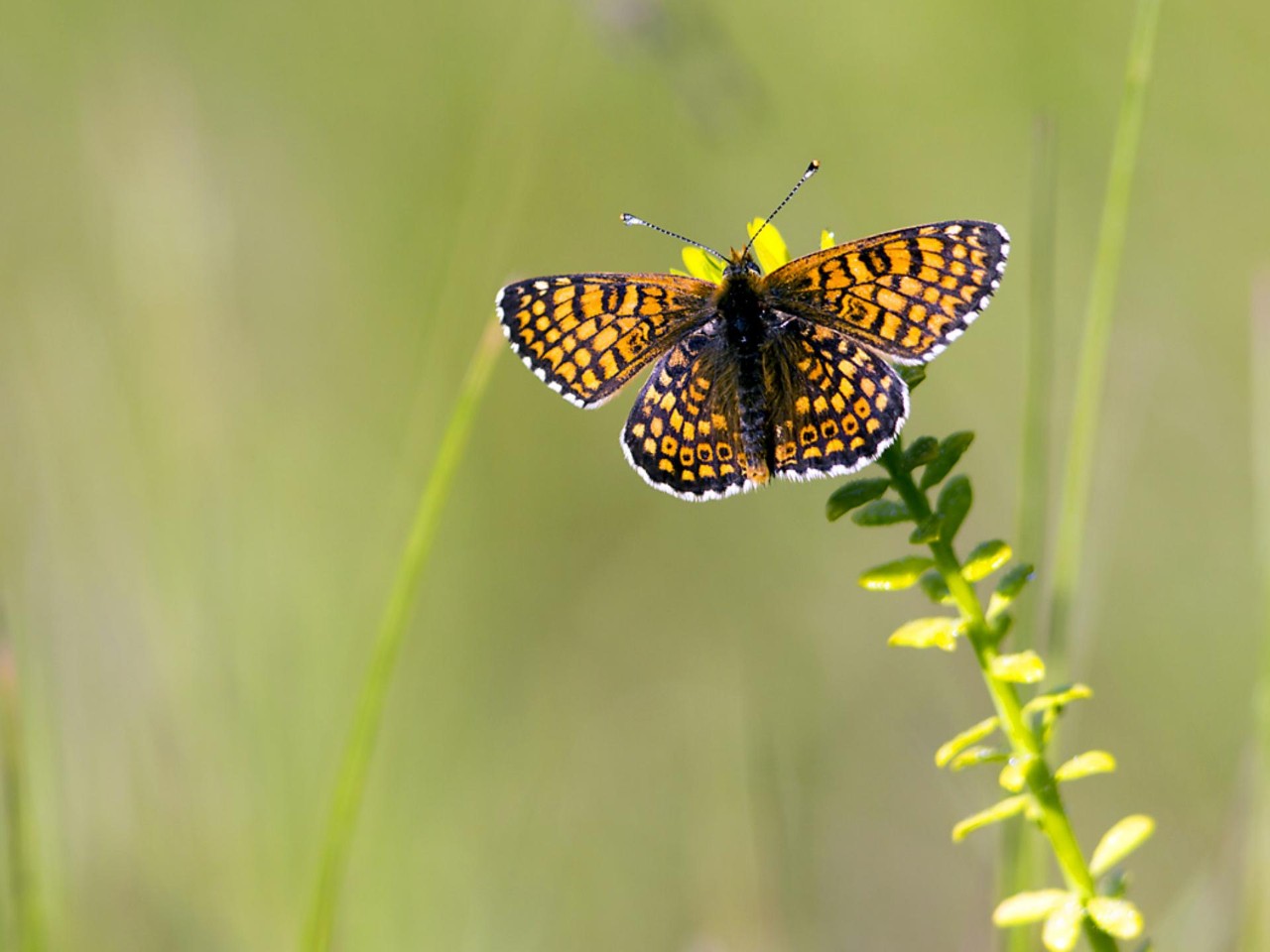 Bild - Minett Unesco Biosphere - Schmetterling 