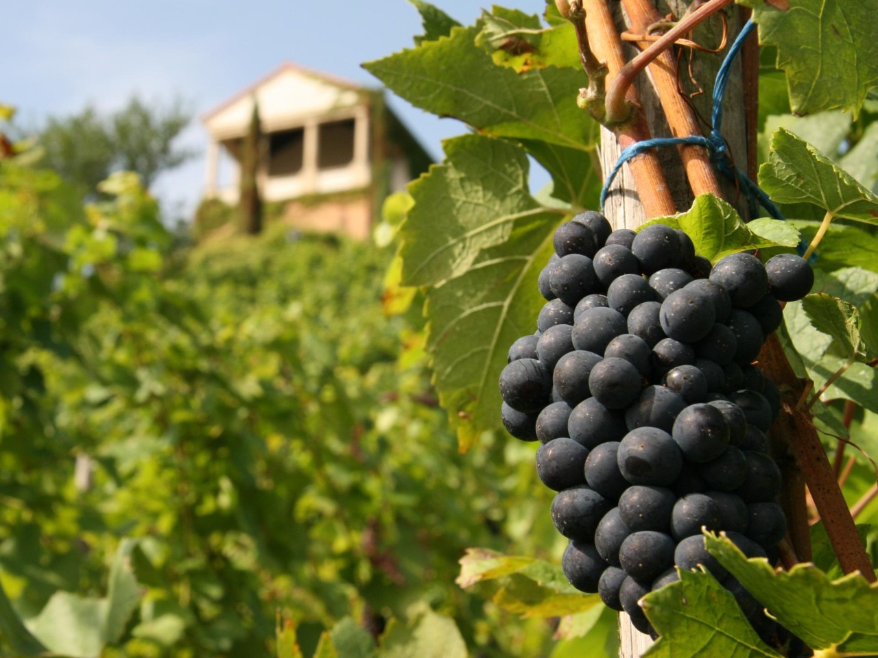 Bild - Mosel - Weinberge in der Nähe des Dorfes Machtum