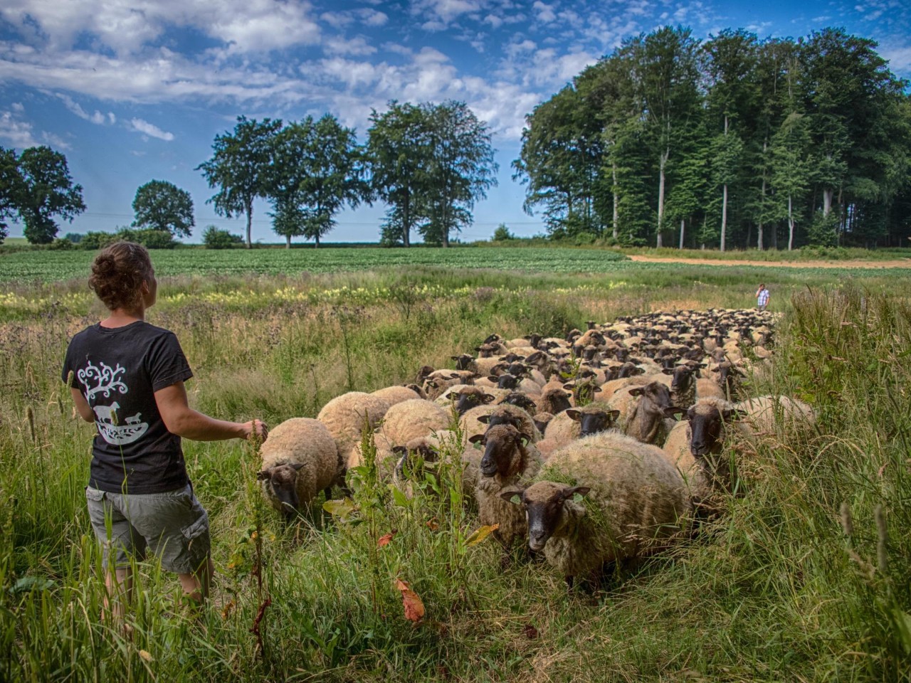 Wanderschéiferei: Seasonal movement of flocks of sheep. (Transhumance).