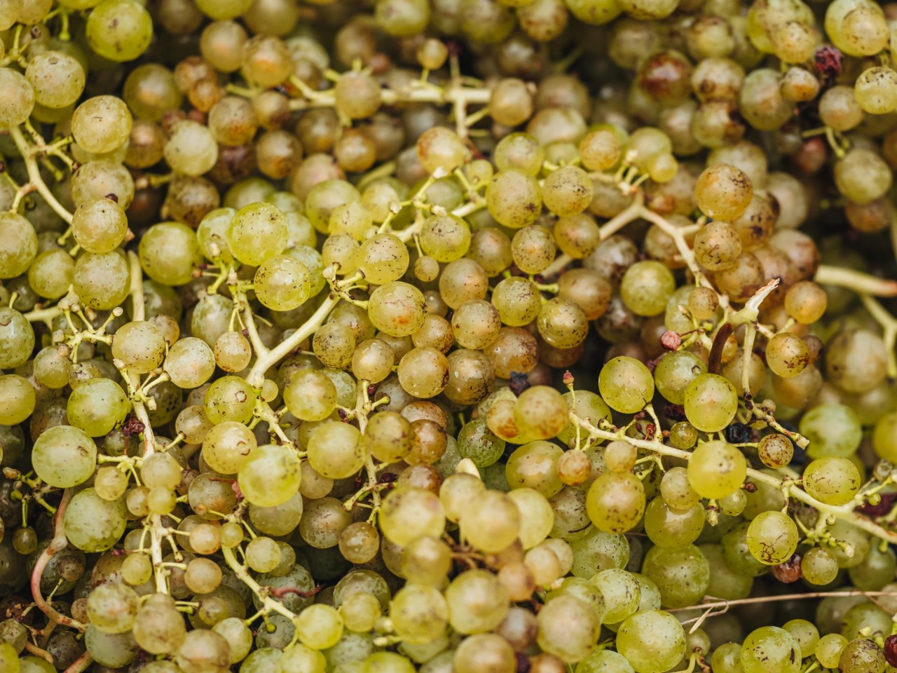 Grapes