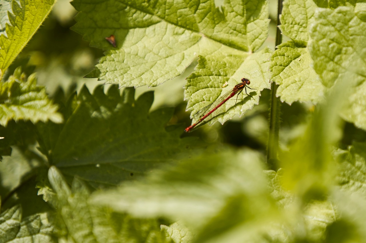 A dragonfly sits on a leaf in the forest.
