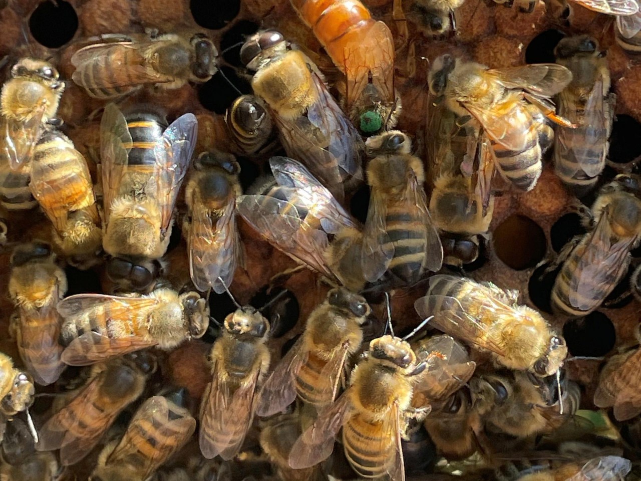 In the summer, over 15 million bees work for the Jungels beekeeping business.