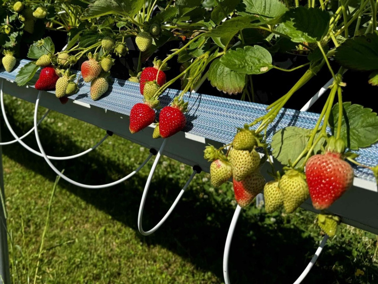 Image - Strawberry growing without a greenhouse by the Dentzer family