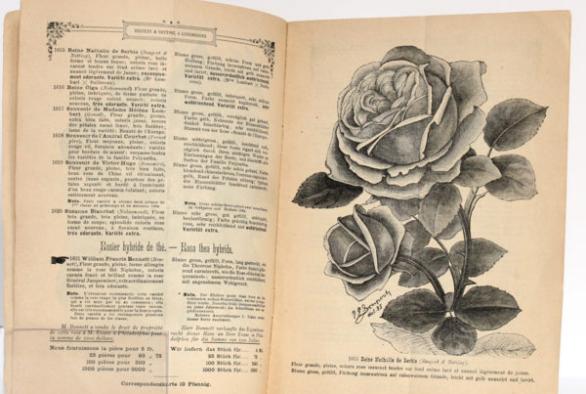 Rose heritage