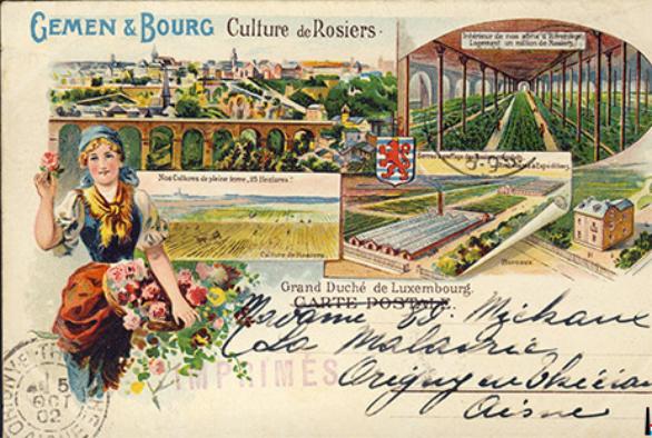 Rose heritage
