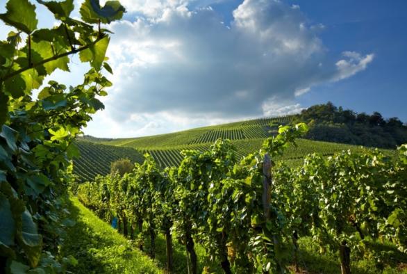 Vineyards