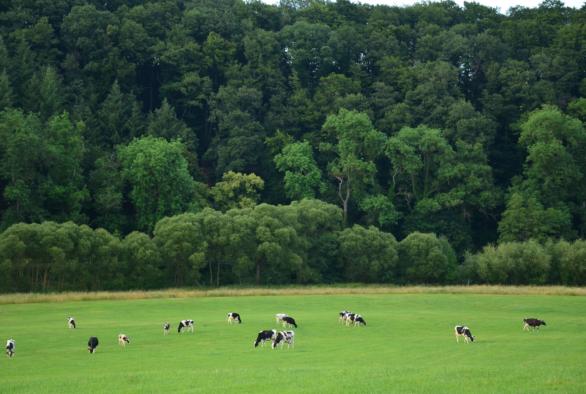 Des vaches paissent dans une prairie.
