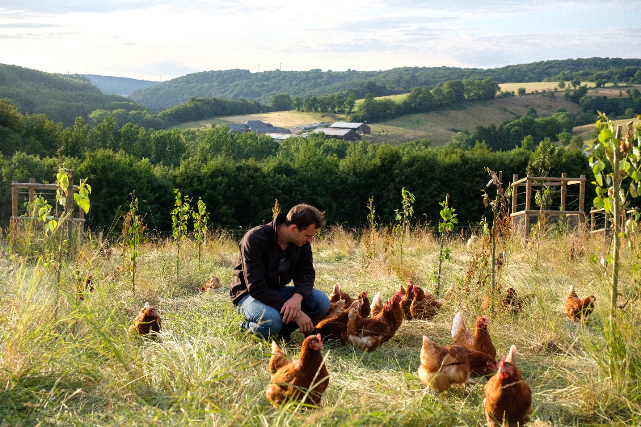 Charel Noesen au milieu de ses poules.