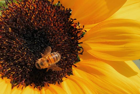 Gringgo - Abeille et fleur