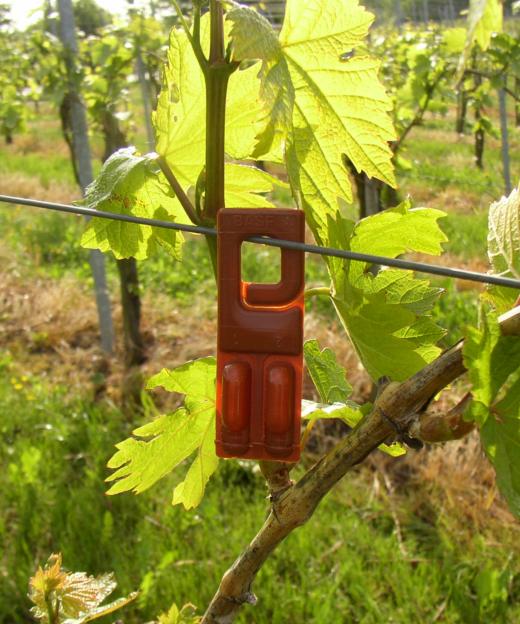 Ces récipients contiennent les phéromones qui remplacent les insecticides chimiques.
