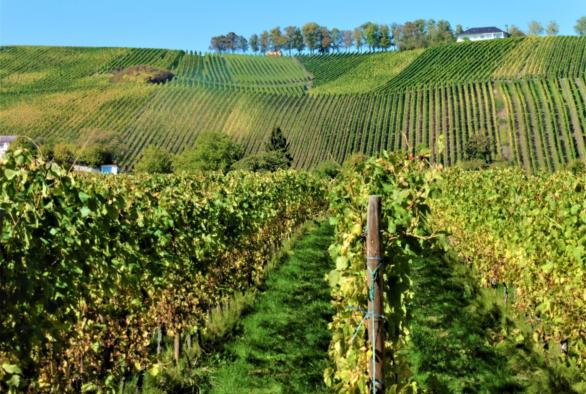 Il y a beaucoup plus de bio dans les vins luxembourgeois que ce que l'on pourrait croire.