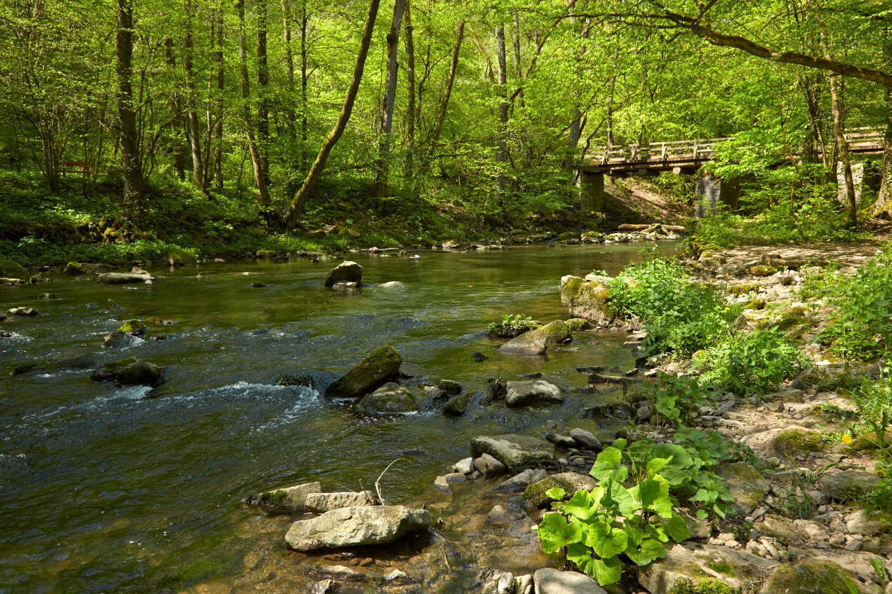 Un ruisseau serpente sous un pont et à travers la forêt.