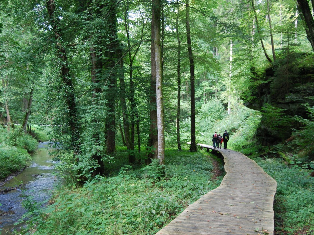 Randonneurs sur une passerelle le long d'un ruisseau dans la forêt