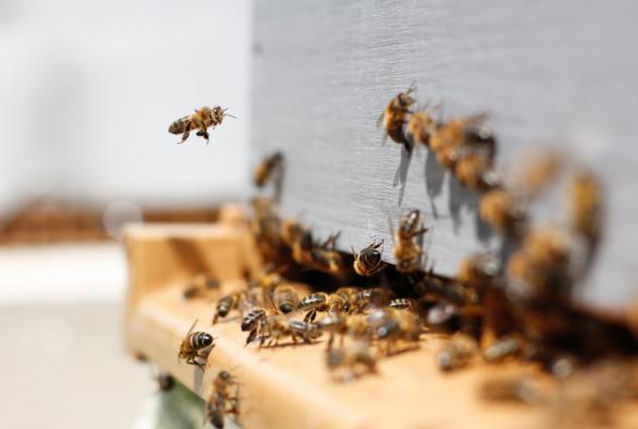 Circuits enfants - abeilles