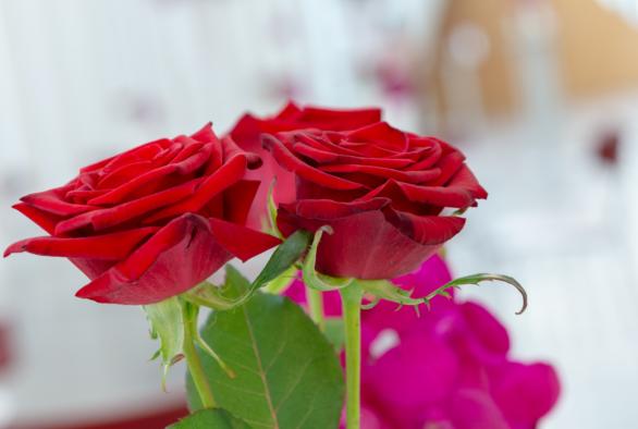 Roses