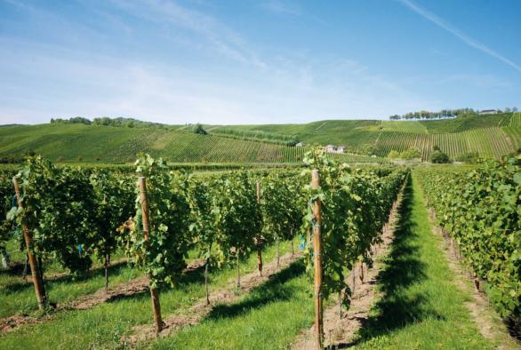 Moselle - Vignobles