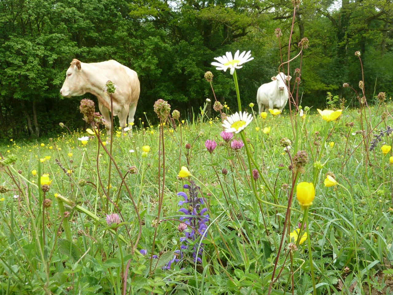 Image - Bovins dans un pré - Parc naturel germano-luxembourgeois